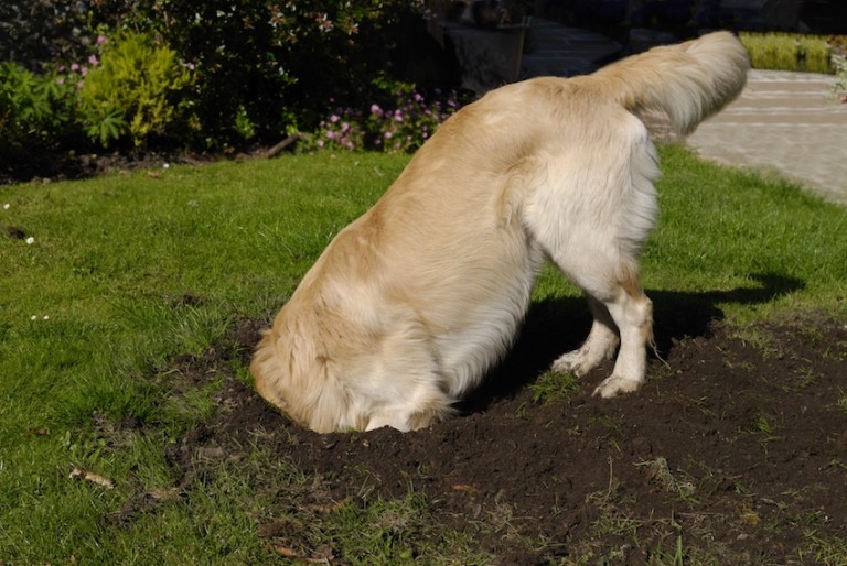 Warum Hunde graben und buddeln Dogs4Life