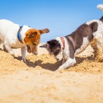 Warum Hunde graben und buddeln